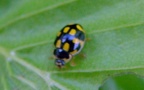 Coccinula quatuordecimpustulata -  2. Fund