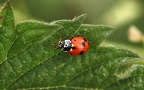 Familie Coccinellidae (Latreille, 1807)