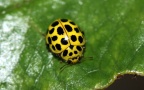 Familie Coccinellidae (Latreille, 1807)