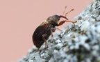 Familie Curculionidae (Latreille, 1802)