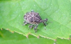 Familie Curculionidae (Latreille, 1802)