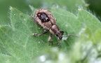 Familie Curculionidae (Latreille, 1802)