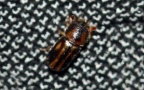 Trypodendron signatum -  1. Fund