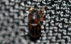 Trypodendron signatum -  1. Fund