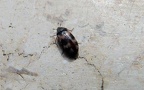 Familie Dermestidae (Latreille, 1804)