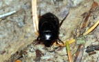 Agabus bipustulatus -  1. Fund