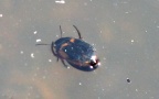 Familie Dytiscidae (Leach, 1815)