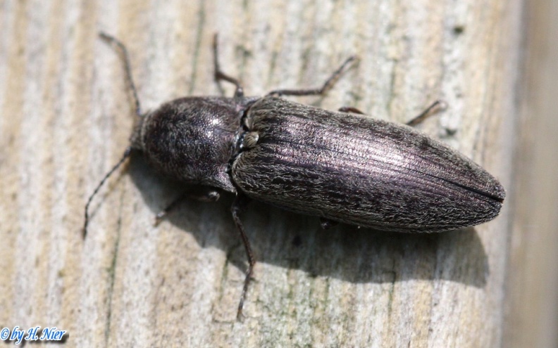 actenicerus_sjaelandicus_1a.jpg
