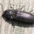 Actenicerus sjaelandicus -  1. Fund