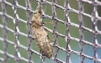 Familie Elateridae (Leach, 1815)