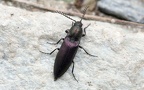 Familie Elateridae (Leach, 1815)