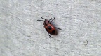 Familie Endomychidae (Leach, 1815)