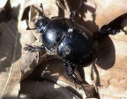 Familie Geotrupidae (Latreille, 1802)