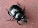 Trypocopris vernalis -  1. Fund