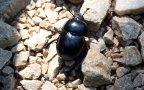 Trypocopris vernalis -  3. Fund