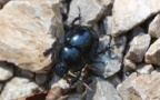 Trypocopris vernalis -  3. Fund