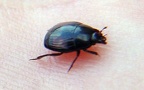 Familie Histeridae (Gyllenhaal, 1808)