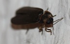 Familie Lampyridae (Latreille, 1817)