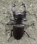 Gattung Lucanus (Scopoli, 1763)