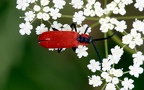 Familie Lycidae (Laporte, 1836)