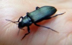 Familie Melandryidae (Leach, 1815)