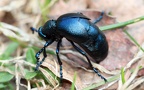 Familie Meloidae (Gyllenhaal, 1810)
