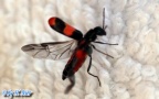 Familie Melyridae (Leach, 1815)