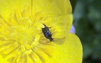 Familie Mordellidae (Latreille, 1802)