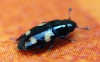Familie Nitidulidae (Latreille, 1802)