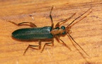 Familie Oedemeridae (Latreille, 1810)