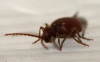 Familie Ptinidae (Latreille, 1802)