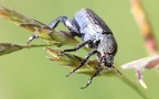 Familie Rutelidae (MacLeay, 1819) 