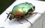Familie Scarabaeidae (Latreille, 1802)