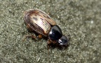 Familie Scarabaeidae (Latreille, 1802)