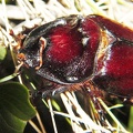 Oryctes nasicornis -  1. Fund (Männchen)