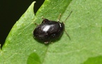 Familie Scirtidae (Fleming, 1821)