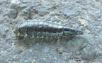 Familie Silphidae (Latreille, 1807)