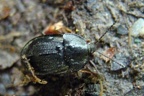 Familie Silphidae (Latreille, 1807)