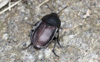 Familie Silphidae (Latreille, 1807)
