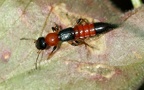 Paederus littoralis (Gravenhorst, 1802)