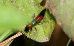 Paederus littoralis -  1. Fund