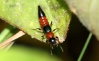 Paederus littoralis -  1. Fund