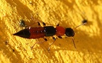 Paederus littoralis -  2. Fund