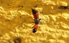 Paederus littoralis -  2. Fund