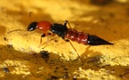 Paederus littoralis -  2. Fund