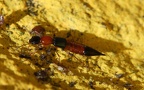 Paederus littoralis -  2. Fund