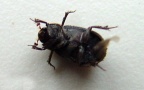 Trox hispidus -  1. Fund