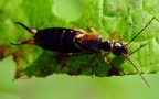 Familie Forficulidae (Stephens, 1829)