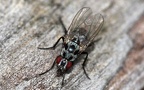 Familie Anthomyiidae (Latreille, 1829)