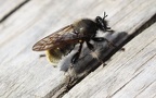 Familie Asilidae (Latreille, 1802)